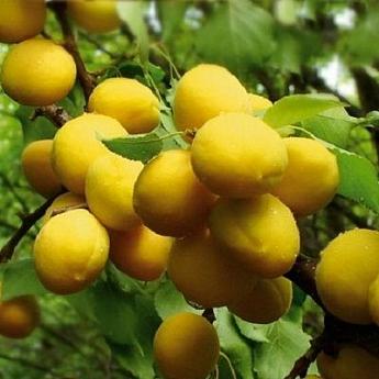 Абрикос Свердловский ранний Саженец 2 года Высота саженца  100-130см