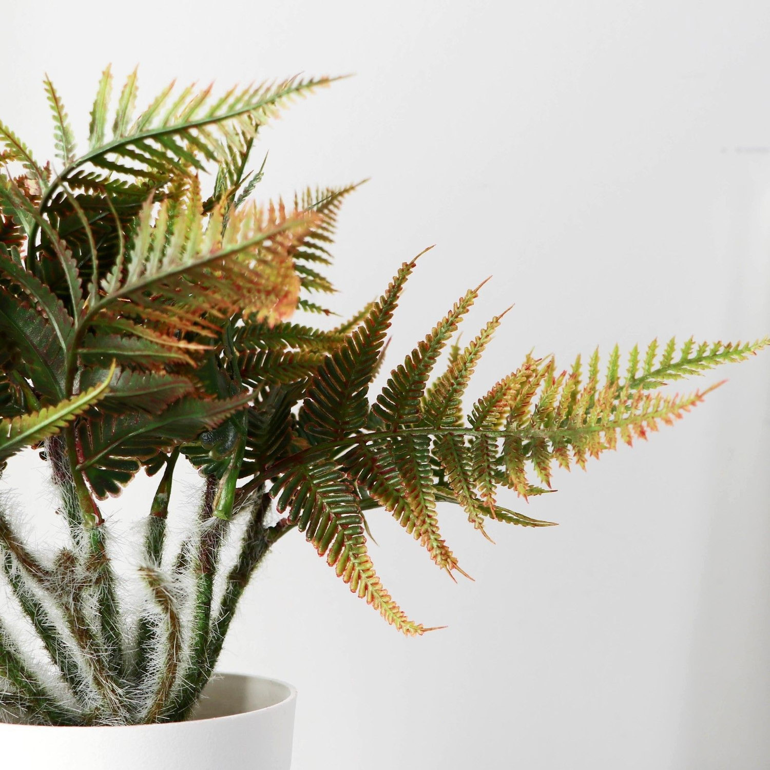 Бонсай в горшке "Папоротник нефролепис" 8,5х21 см, микс   9789753