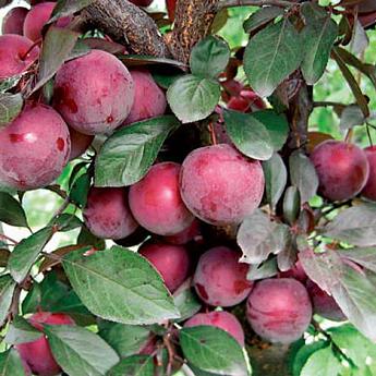 Слива Жемчужина Урала Саженец 2 года Высота саженца  90-110см