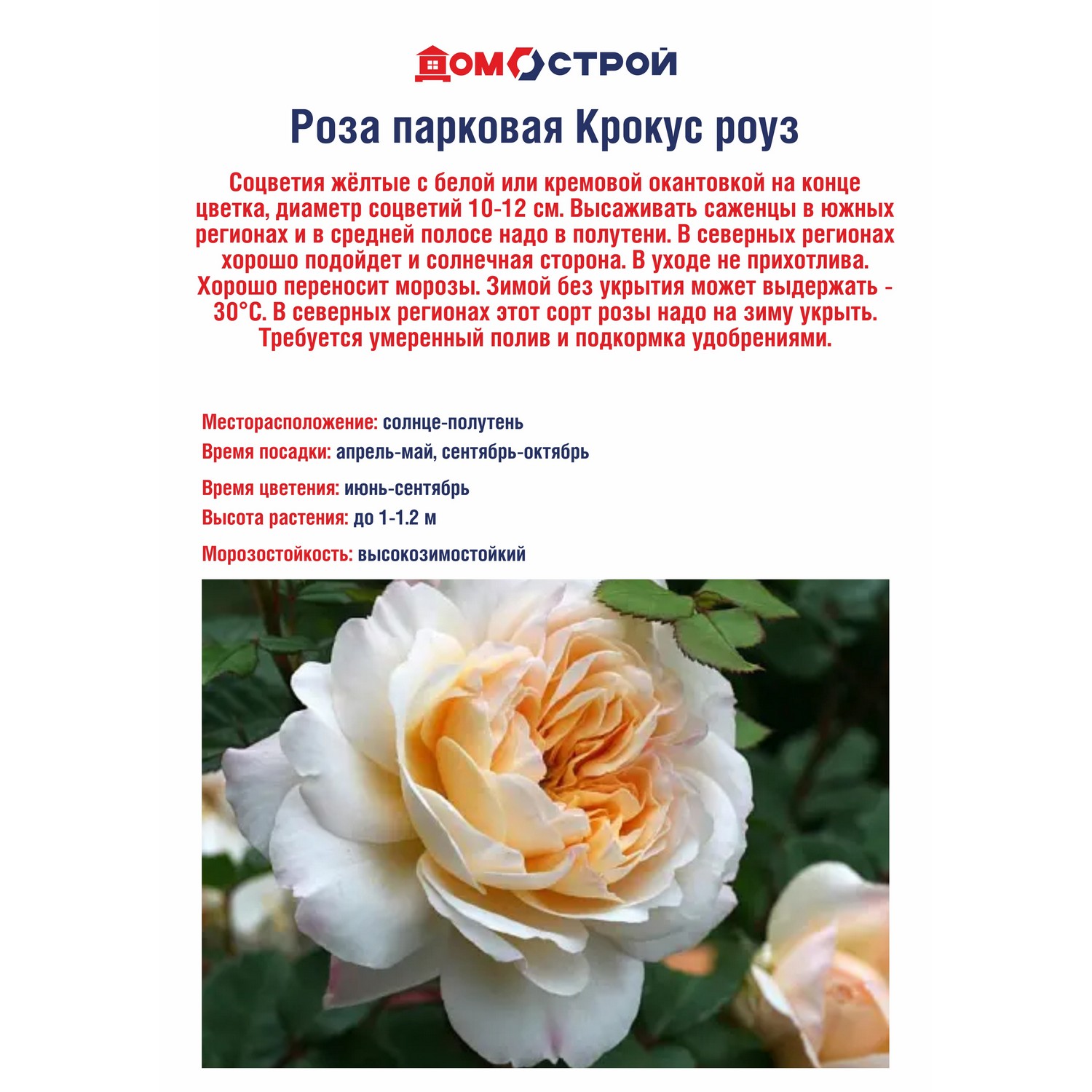 Роза парковая Крокус роуз