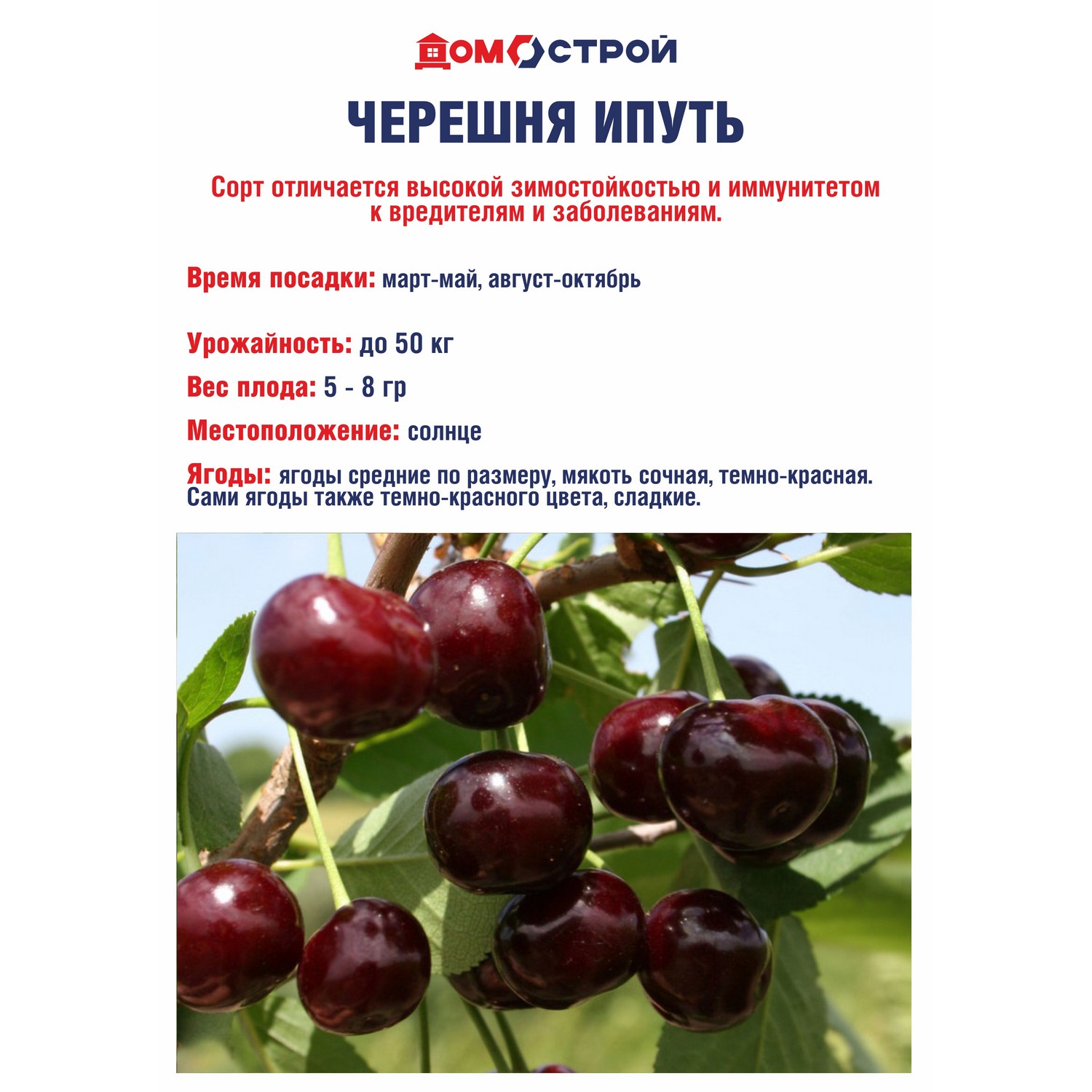 Черешня Ипуть Саженец 2 года Высота саженца 90-110см