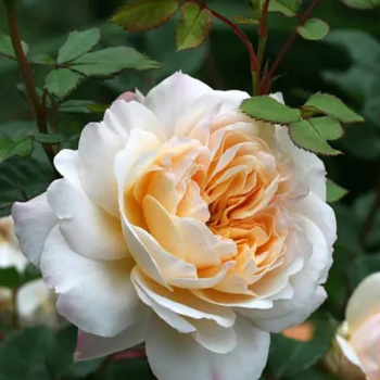 Роза парковая Крокус роуз