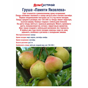Груша память Яковлева