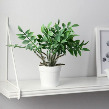 Бонсай в горшке "Замиокулькас" 8,5х22 см,  9789754