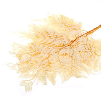 Сухоцвет Папоротник, желтый, 10 шт в упаковке  7749555