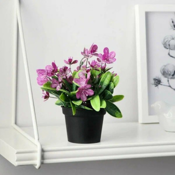 Бонсай в горшке "Рододендрон" 7х12 см, микс  9750538