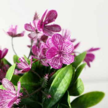 Бонсай в горшке "Рододендрон" 7х12 см, микс  9750538