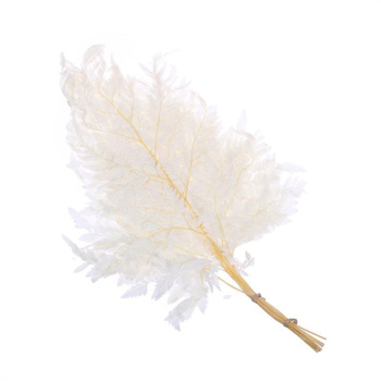 Сухоцвет Папоротник, белый, 10 шт в упаковке  7749554