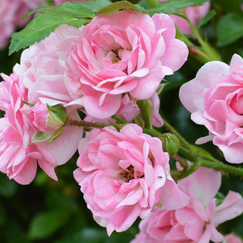 Роза почвопокровная Фейри