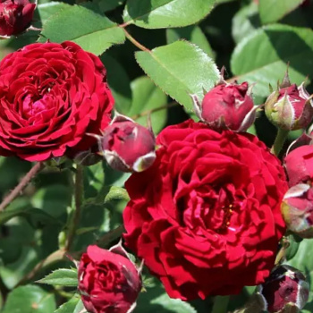 Роза Флорибунда Таманго