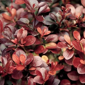 Барбарис Тунберга Атропурпуреа