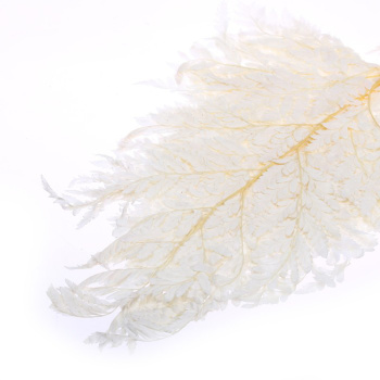 Сухоцвет Папоротник, белый, 10 шт в упаковке  7749554