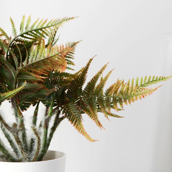 Бонсай в горшке "Папоротник нефролепис" 8,5х21 см, микс  9789753