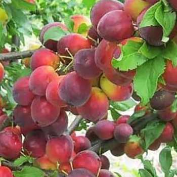 Слива Алыча Скороплодная