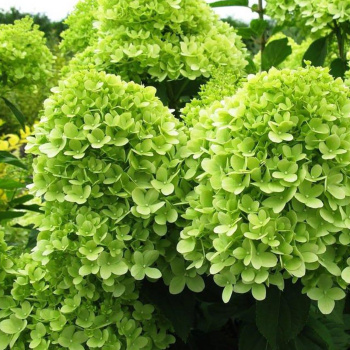 Гортензия метельчатая Лайм Лайт