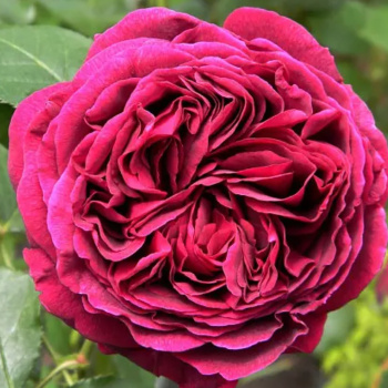 Роза парковая Фальтстаф