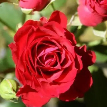 Роза Спрей Ред Микадо