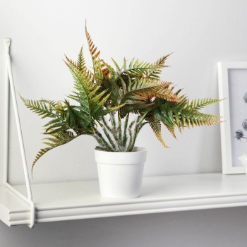 Бонсай в горшке "Папоротник нефролепис" 8,5х21 см, микс  9789753