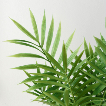 Бонсай в горшке "Хамедорея" 9х30 см  9750509