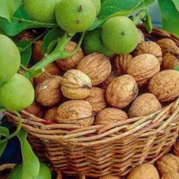 Грецкий орех Идеал
