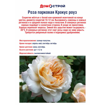 Роза парковая Крокус роуз